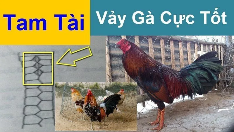 Bật mí tuyệt chiêu xem vảy gà quý