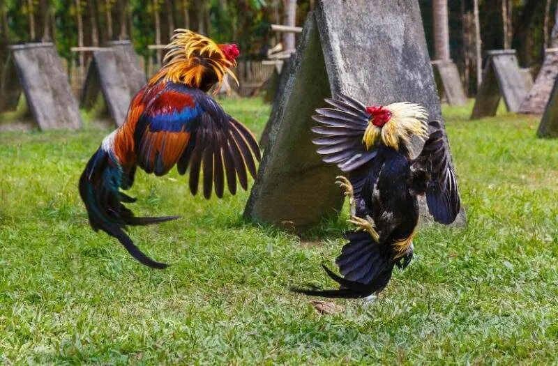 Kinh nghiệm chọn chiến kê dành cho những người chơi mới