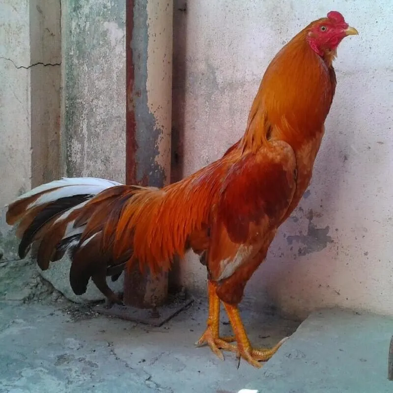 Xác định tuổi chạng gà chọi